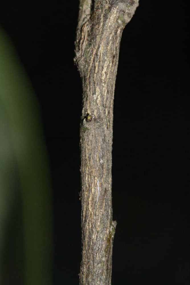              Second - third year twig (Riverside, CA)       